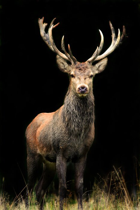 Fotobehang Dier staat in de schaduw