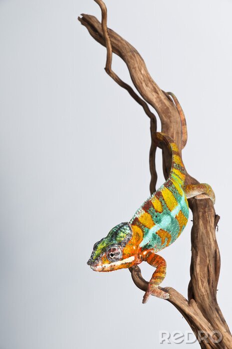 Fotobehang Dier zittend op de tak