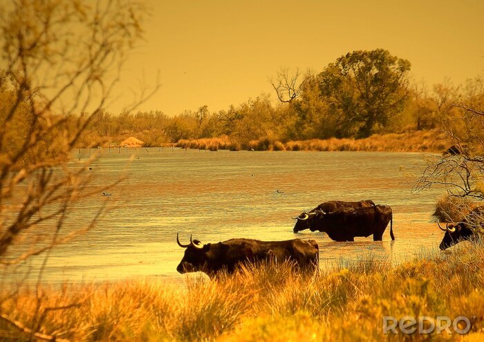 Fotobehang Dieren in het meer