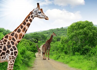 Fotobehang Dieren op de weg in safari