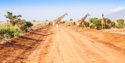 Fotobehang Dieren op een Afrikaanse weg