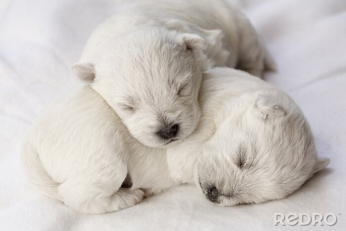 Fotobehang Dieren slapen op een witte achtergrond