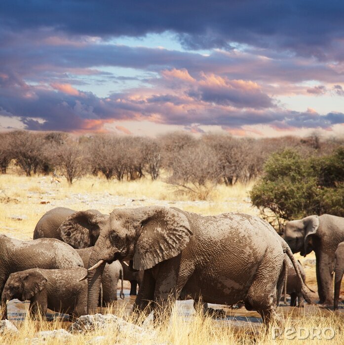 Fotobehang Dieren van Afrika olifanten in het gras