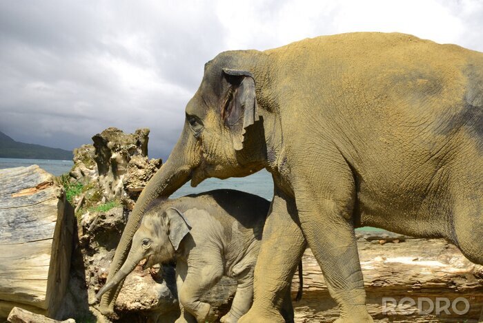 Fotobehang Dierenmama en babyolifant
