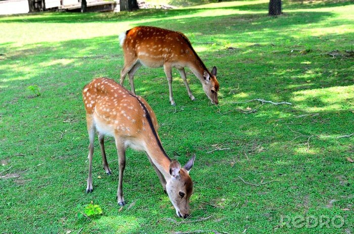 Fotobehang Dierentuindieren in een omheining