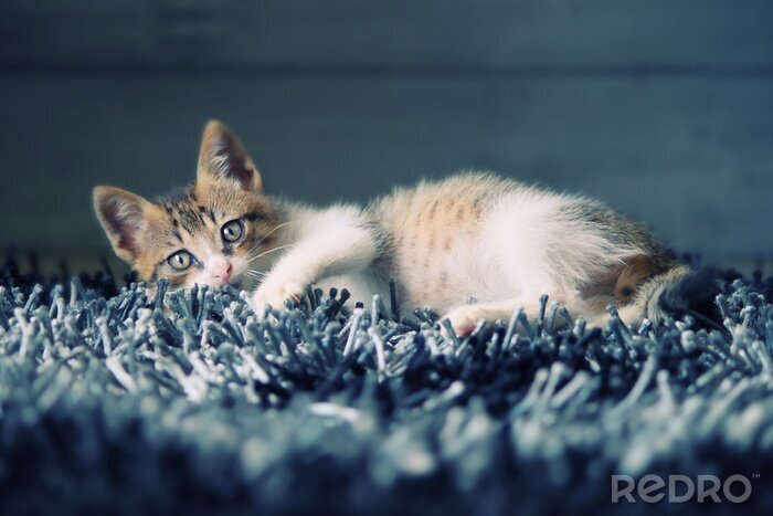 Fotobehang Dierlijk liggend katje