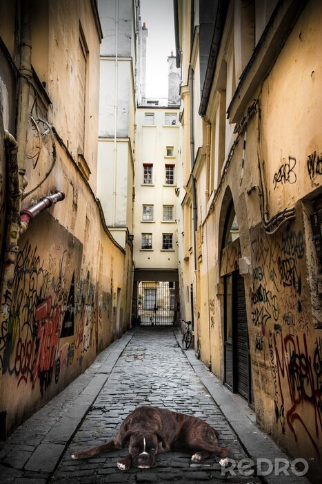 Fotobehang Dierlijke hond tussen de straten van de stad