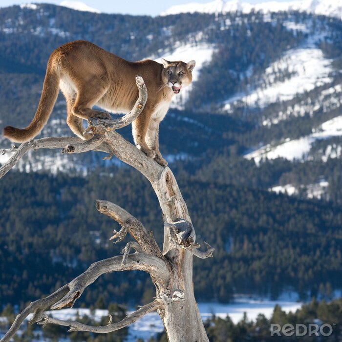 Fotobehang Dierlijke leeuw op de achtergrond van de bergen