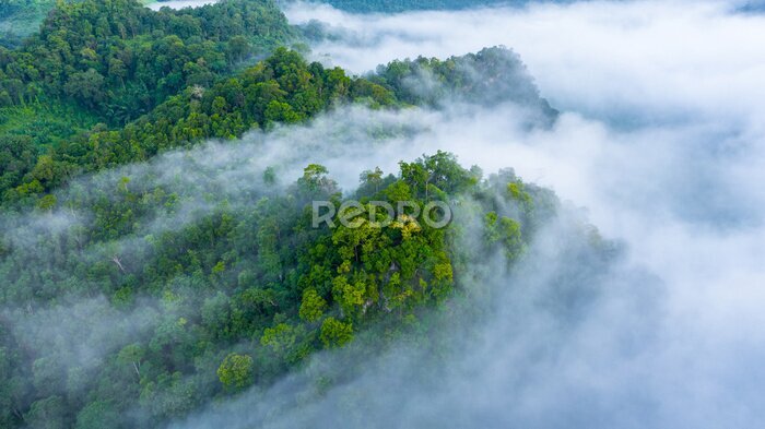 Fotobehang Dik groen bos in een sluier van mist