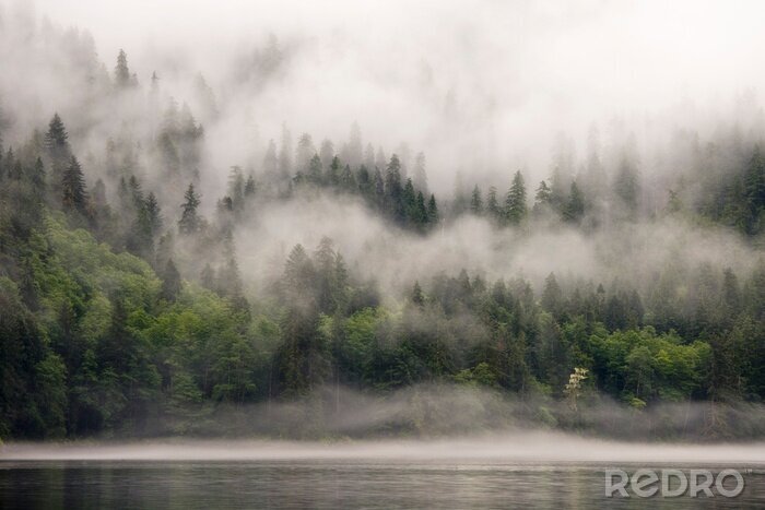Fotobehang Dikke mist over het meer en het bos