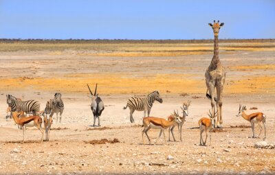 Fotobehang Diverse dieren in Afrika