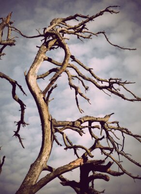 Fotobehang Dode boom en natuur