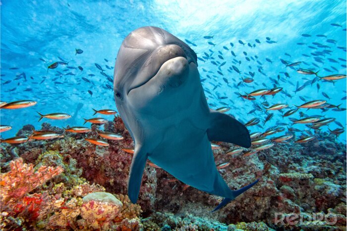 Fotobehang Dolfijn en koraalrif