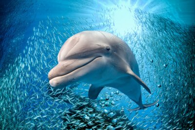dolfijn onderwater op blauwe oceaan achtergrond