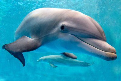 dolfijn onderwater op rif achtergrond