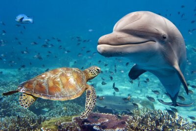 Dolfijn zeeschildpad en koraalrif