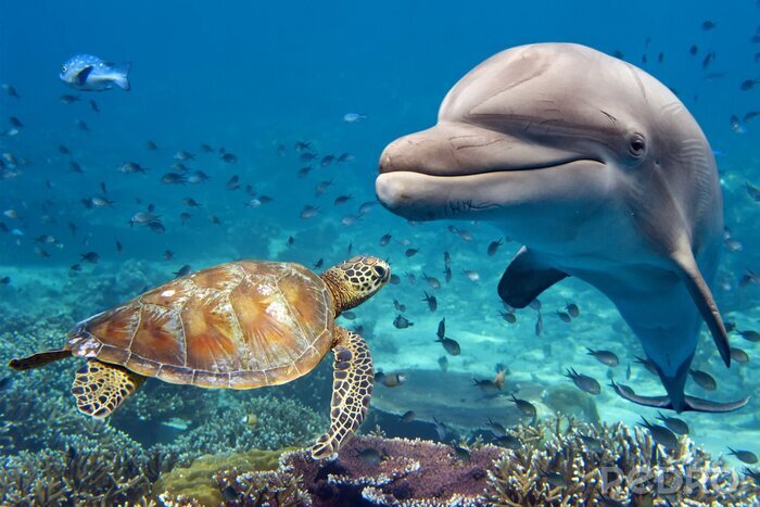 Fotobehang Dolfijn zeeschildpad en koraalrif