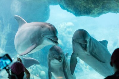 Fotobehang Dolfijnen op een achtergrond van koraalrif