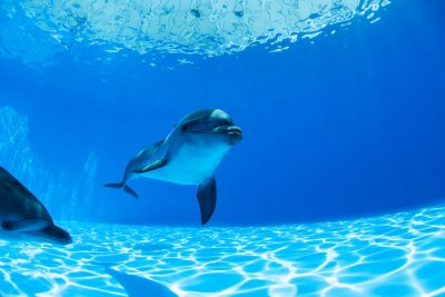 Dolfijnen paar