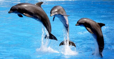 Fotobehang Dolfijnen zwemmen uit het water