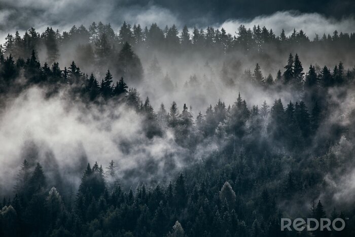 Fotobehang Donker bos achter de wolken