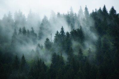 Donker bos doorweven met mist