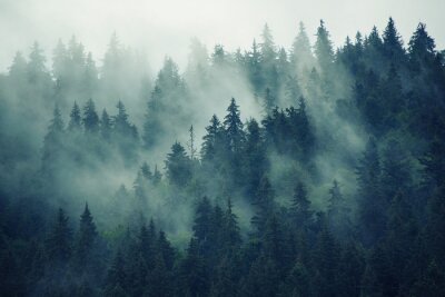 Fotobehang Donker bos gehuld in mist