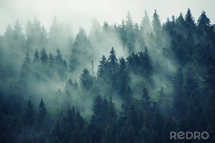 Fotobehang Donker bos gehuld in mist