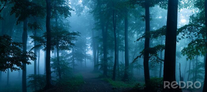 Fotobehang Donker bos in blauwe tinten