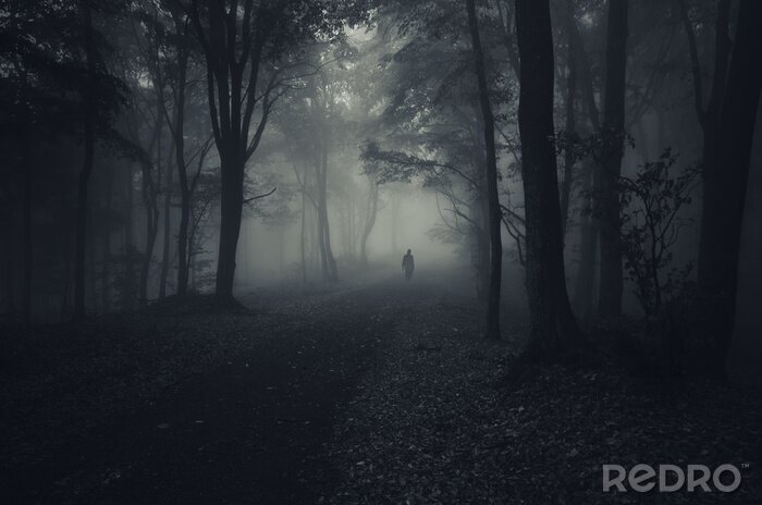 Fotobehang Donker bos in donkere kleuren