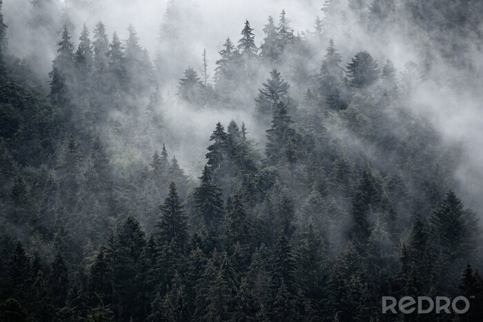 Fotobehang Donker bos in grijs