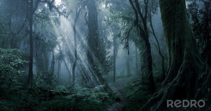 Fotobehang Donker duister jungle