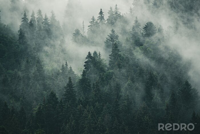 Fotobehang Donker naaldbos in de mist