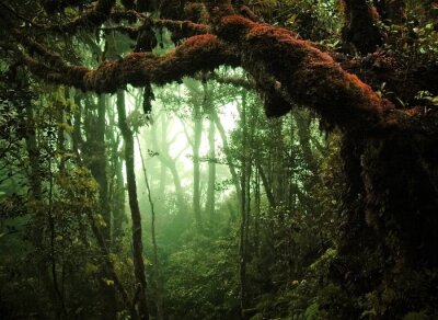 Fotobehang Donker oerwoud