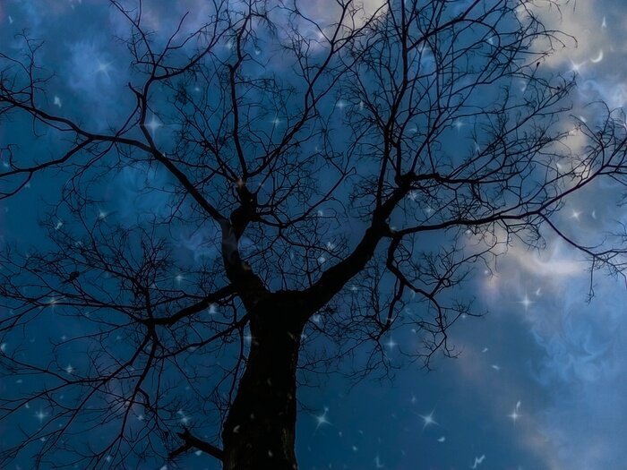 Fotobehang Donkerblauwe nachtboomweergave