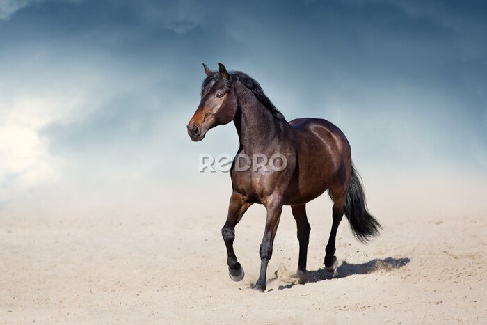 Fotobehang Donkerbruin paard in de woestijn