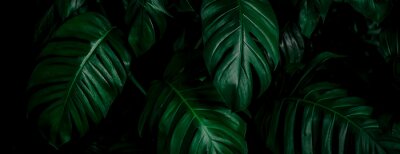 Fotobehang Donkere bladeren van een wilde monstera