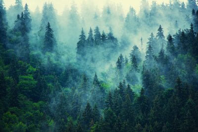 Fotobehang Donkere bomen in de mist
