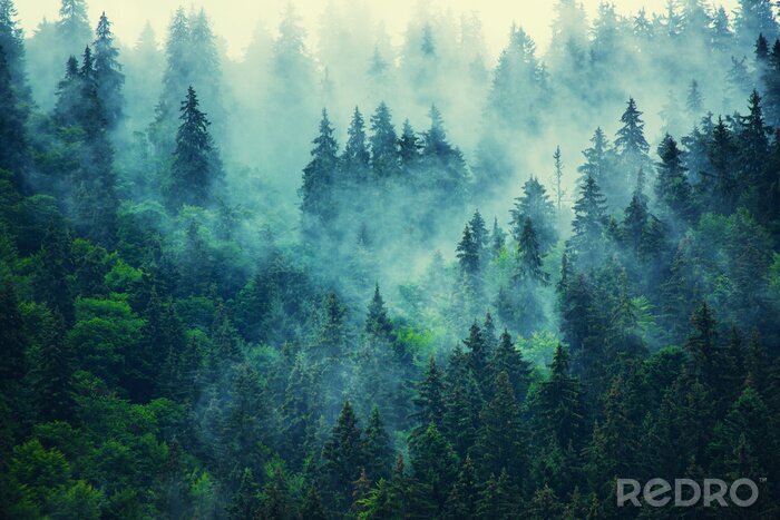 Fotobehang Donkere bomen in de mist