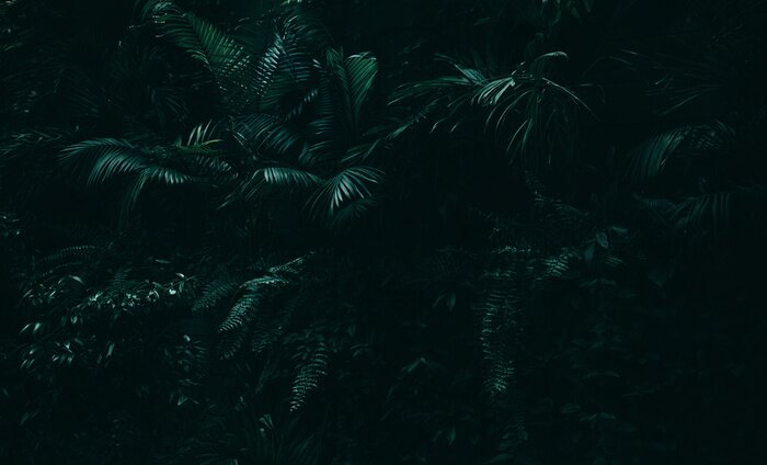 Fotobehang Donkere jungle met tropische bladeren