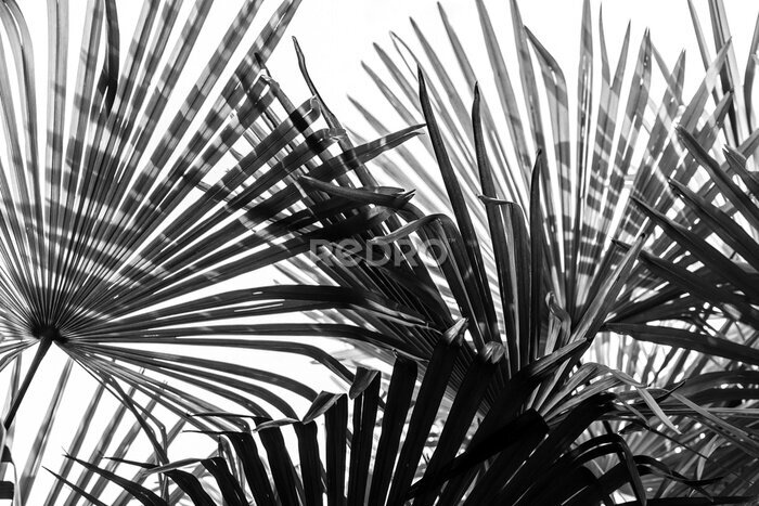 Fotobehang Donkere palmbladeren