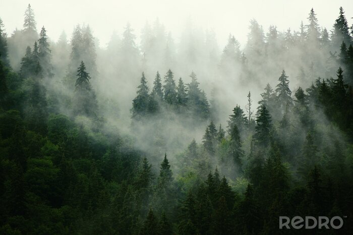 Fotobehang Donkergroen naaldbos in de mist