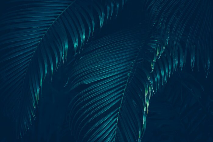 Fotobehang Donkergroene bladeren van een tropische plant