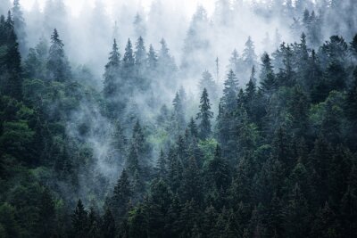 Fotobehang Donkergroene naaldbomen