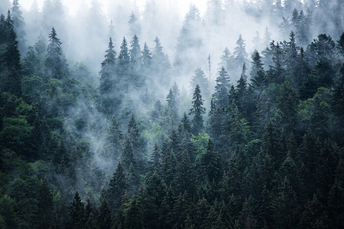 Fotobehang Donkergroene naaldbomen