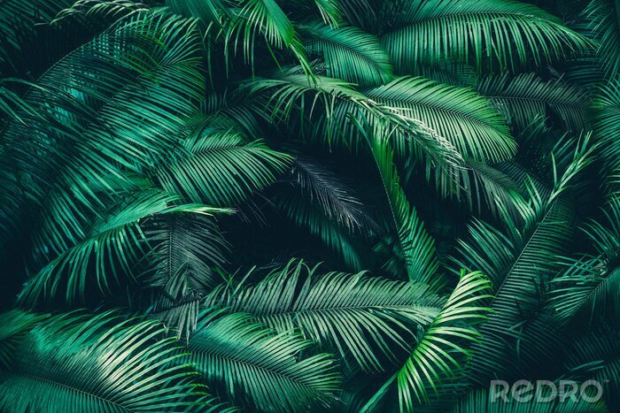 Fotobehang Donkergroene palmbladeren