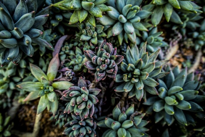Fotobehang Donkergroene vetplanten