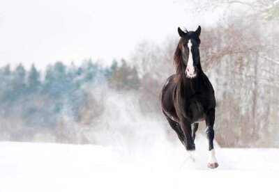 Fotobehang Donkerkleurig paard loopt in de sneeuw