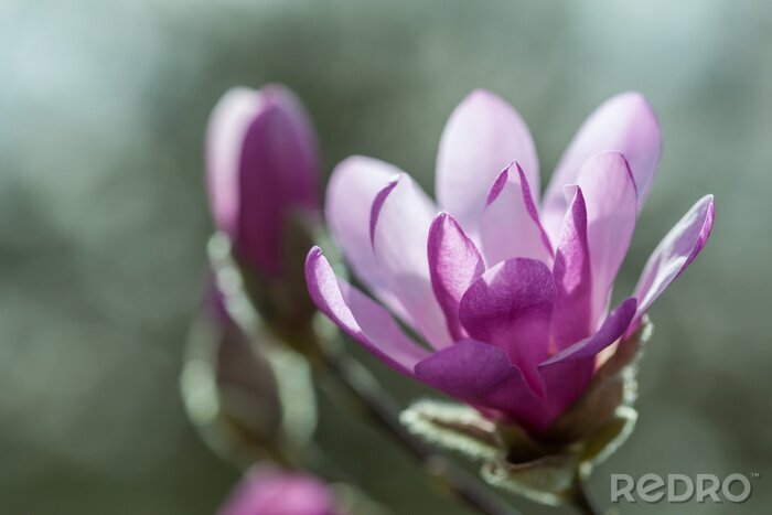 Fotobehang Donkerpaarse magnolia in bloei