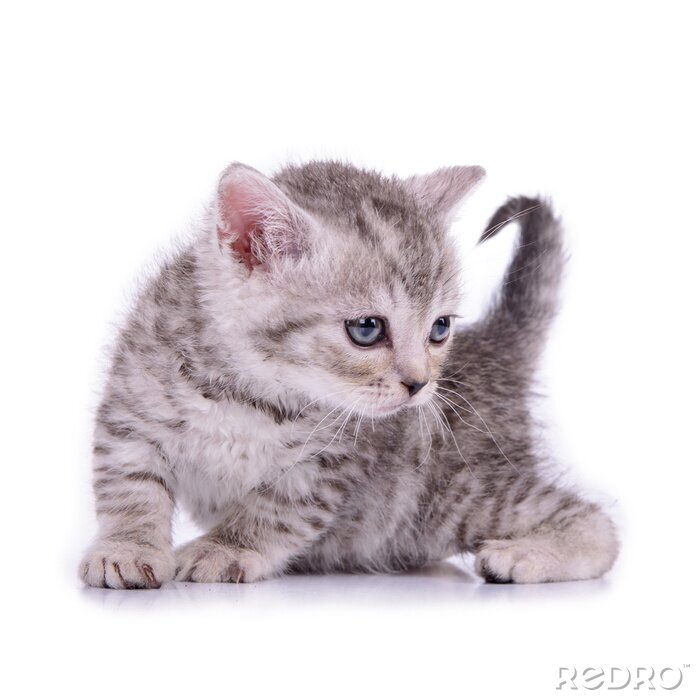 Fotobehang Donzig katje op een lichte achtergrond